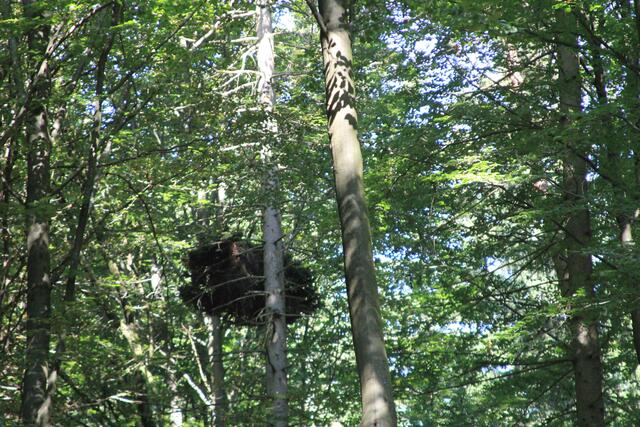 wer das wohl gebaut hat? | Foto: Ralf Röser