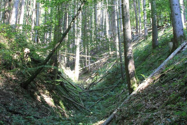 Wildnis | Foto: Ralf Röser