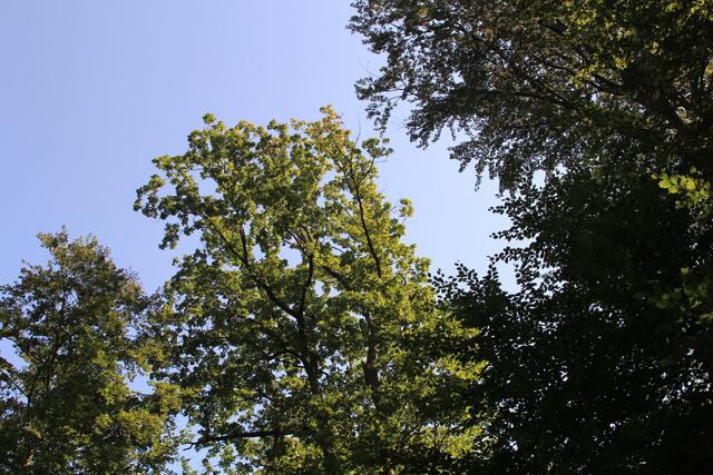 oben 🌞😍🌲 | Foto: Ralf Röser