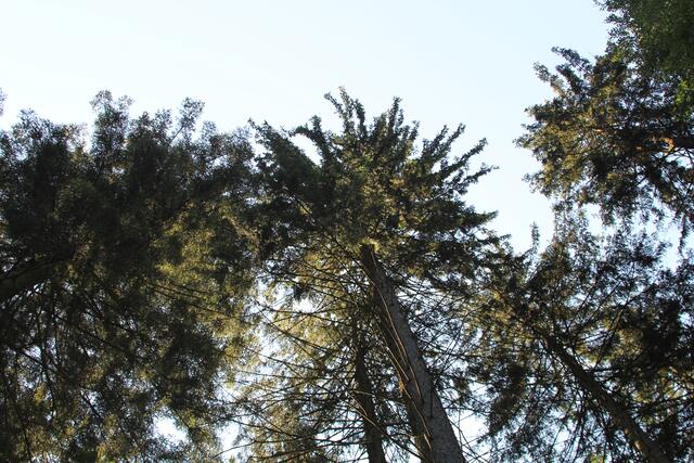 oben 🌞😍🌲 | Foto: Ralf Röser