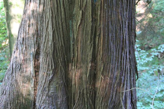 toll | Foto: Ralf Röser