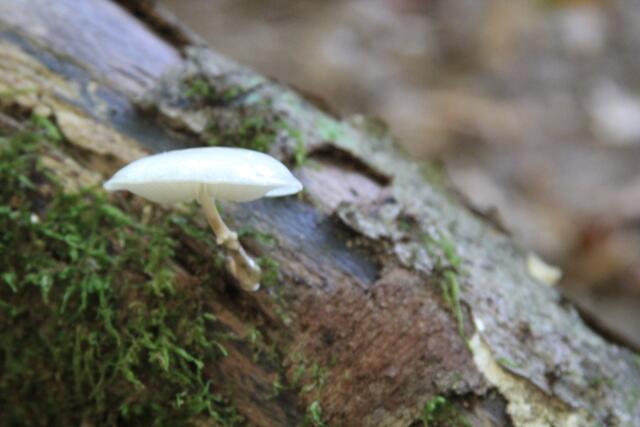 schönes Detail | Foto: Ralf Röser