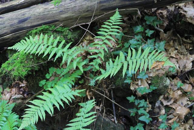 Farn😍 | Foto: Ralf Röser