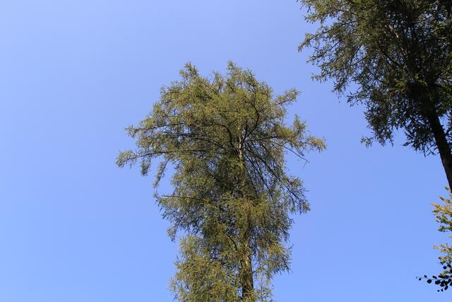 oben 🌞😍🌲 | Foto: Ralf Röser