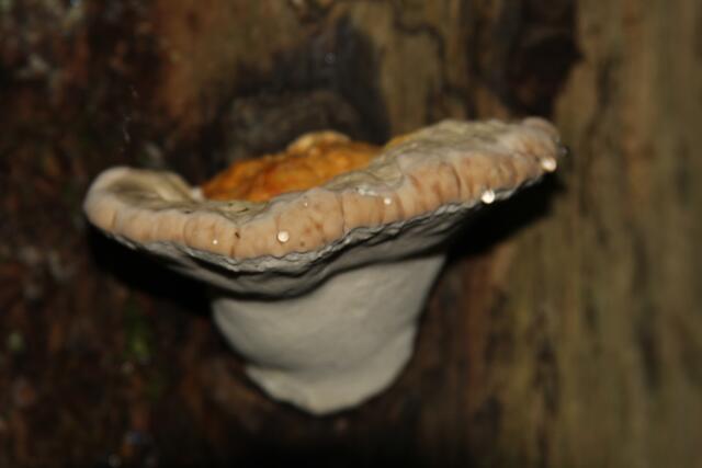 schöner Pilz | Foto: Ralf Röser