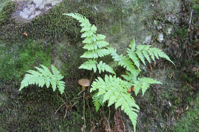 Farn mit Pilz😍 | Foto: Ralf Röser