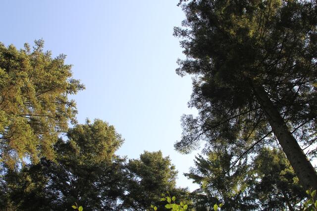 oben 🌞😍🌲 | Foto: Ralf Röser