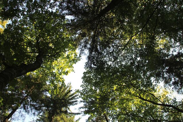 oben 🌞😍🌲 | Foto: Ralf Röser