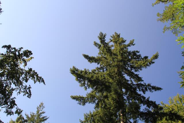 oben 🌞😍🌲 | Foto: Ralf Röser