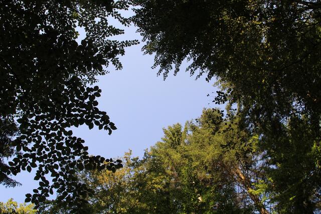 oben 🌞😍🌲 | Foto: Ralf Röser