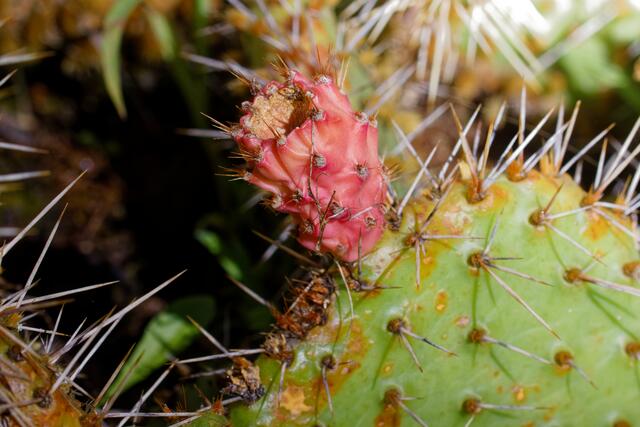 Opuntia mit Frucht | Foto: eigene Aufnahmen