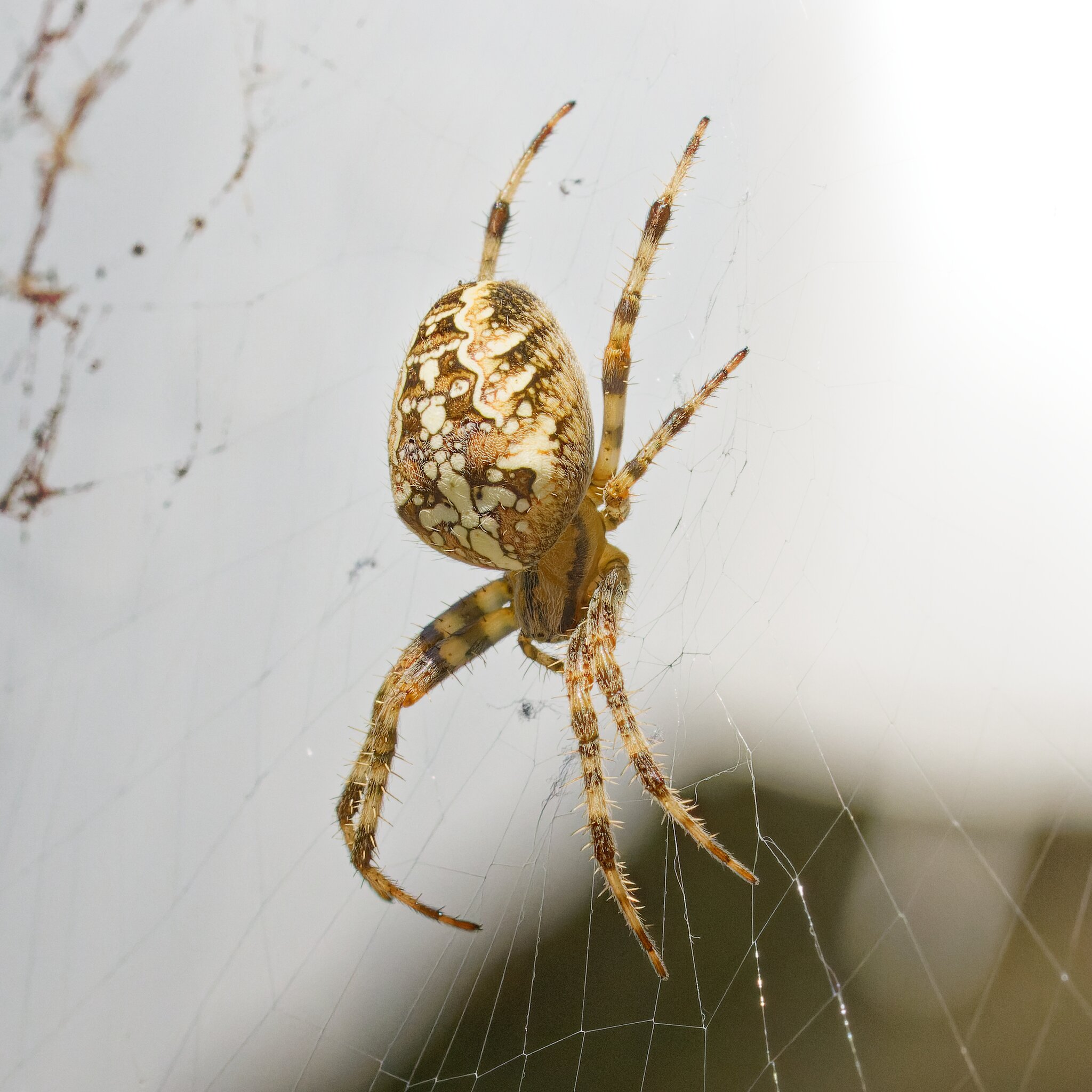 Spinnen Die werdende Mama sonnt sich Heilbronn