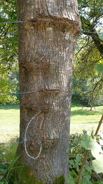 Baum frisst Stacheldraht | Foto: Ralf Röser