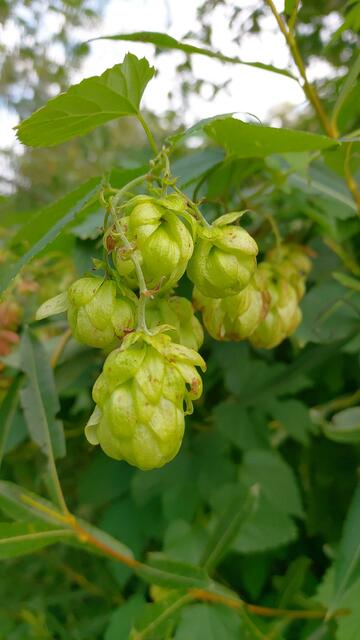 wilder Hopfen | Foto: Ralf Röser