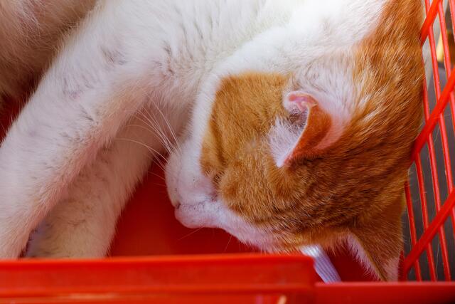 Foto: eigene Aufnahme