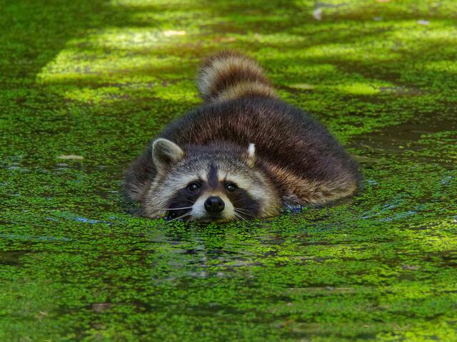 Waschbär | Foto: Eigenes Bild