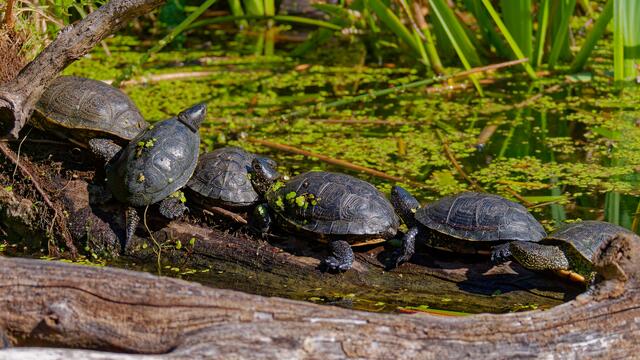Schildkröten | Foto: Eigenes Bild
