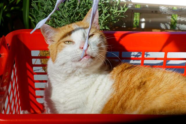 Foto: eigene Aufnahme