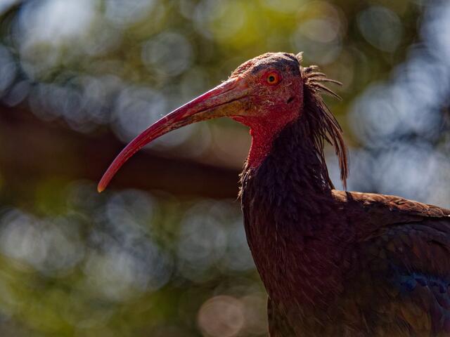 Waldrapp | Foto: Eigenes Bild