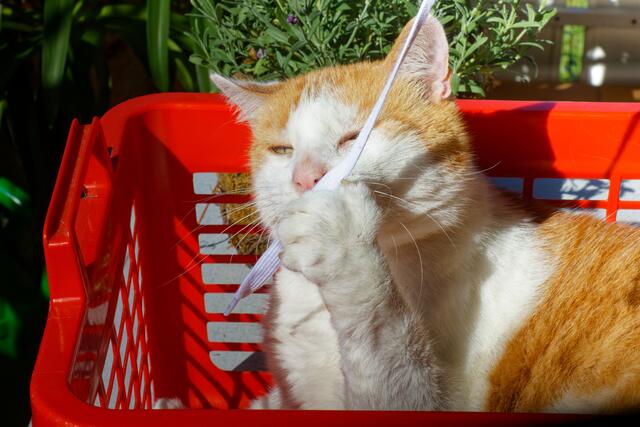 Foto: eigene Aufnahme