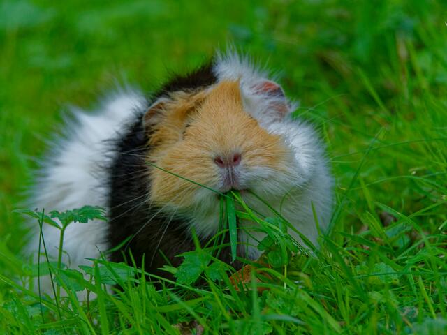 Meerschwein | Foto: Eigenes Bild
