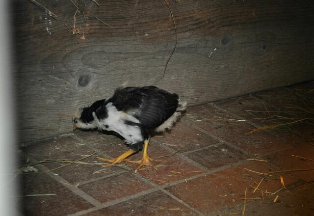 Aus der Ausstellung Landwirtschaft in Baden Württemberg | Foto: Daniela Somers