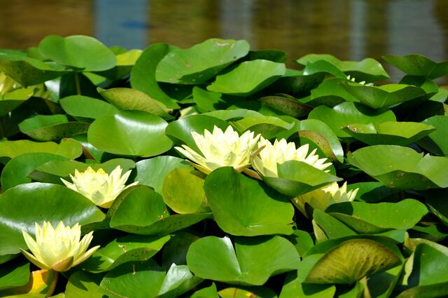 Seerosenpracht in allen Farben. | Foto: Daniela Somers