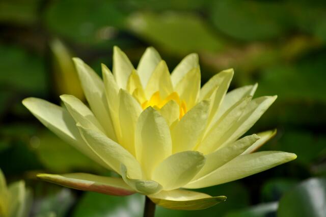 Seerosenpracht in allen Farben. | Foto: Daniela Somers