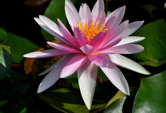 Seerosenpracht in allen Farben. | Foto: Daniela Somers