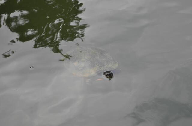 Wasserschildkröten im Teich | Foto: Daniela Somers