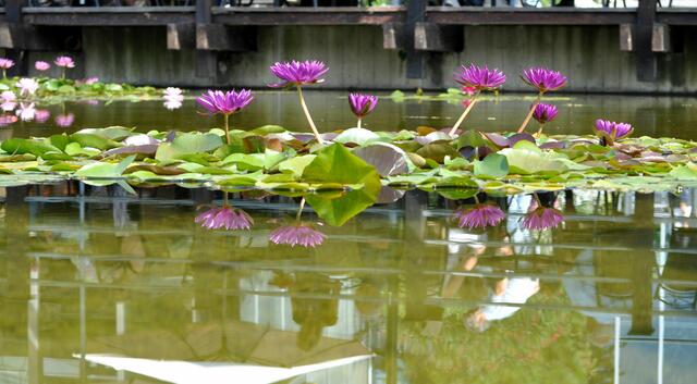 Seerosenpracht in allen Farben. | Foto: Daniela Somers