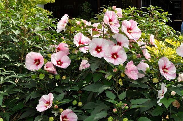 Riesenhibiscus im chinesischen Garten. | Foto: Daniela Somers