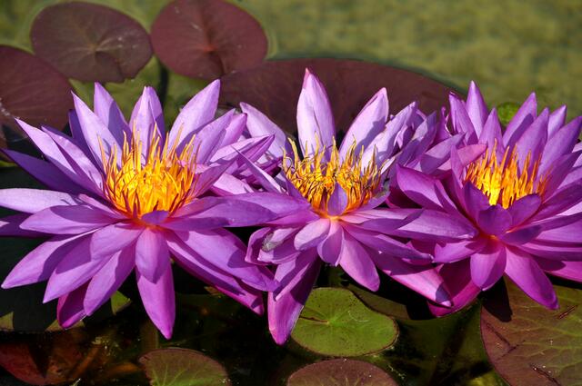 Seerosenpracht in allen Farben. | Foto: Daniela Somers