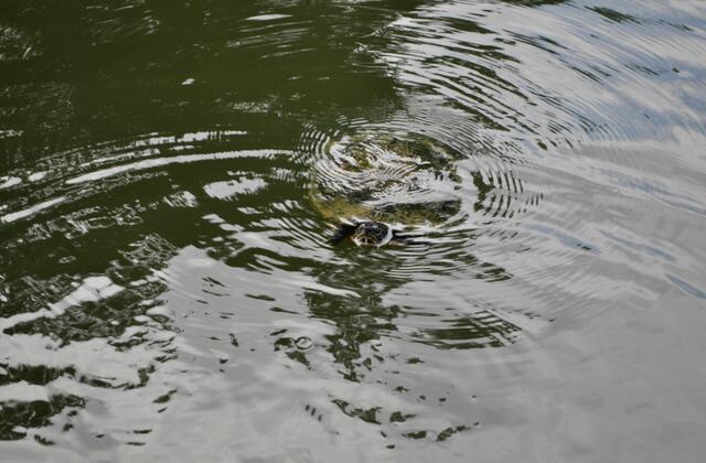 Wasserschildkröten im Teich | Foto: Daniela Somers