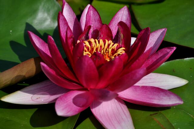 Seerosenpracht in allen Farben. | Foto: Daniela Somers