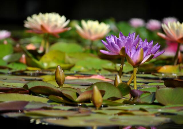 Seerosenpracht in allen Farben. | Foto: Daniela Somers
