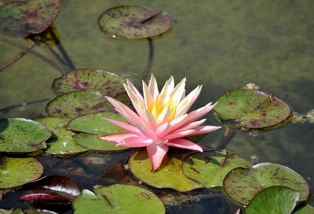 Seerosenpracht in allen Farben. | Foto: Daniela Somers