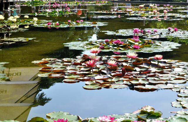 Seerosenpracht in allen Farben. | Foto: Daniela Somers