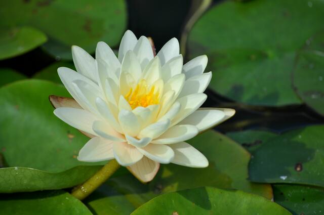 Seerosenpracht in allen Farben. | Foto: Daniela Somers