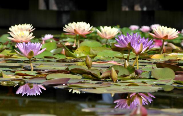 Seerosenpracht in allen Farben. | Foto: Daniela Somers
