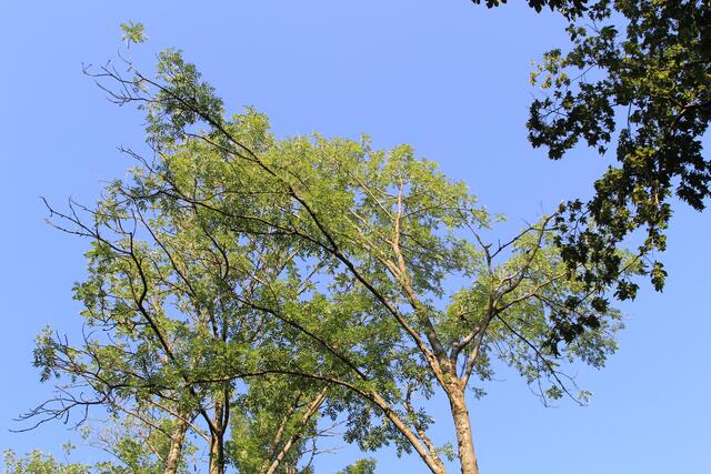 🌳🌞OBEN🌳🌞 | Foto: Ralf Röser