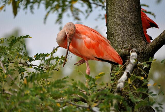 Der Scharlachsichler ( Eudocimus ruber ), auch Roter Ibis, Scharlach-Ibis oder Roter Sichler. Er gehört zur Familie der Ibisse. | Foto: Daniela Somers