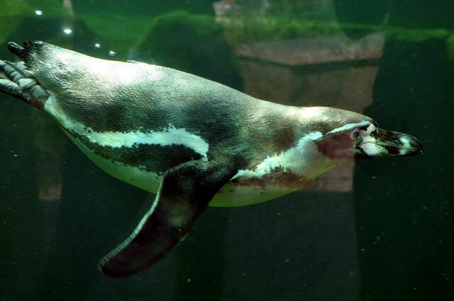 Der Einblick unter die Wasseroberfläche ist wirklich klasse. | Foto: Daniela Somers