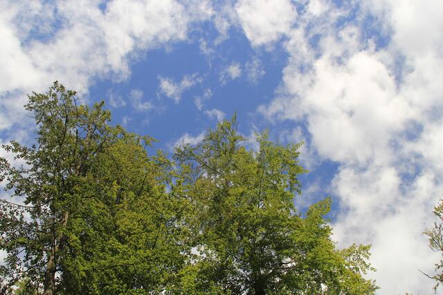🌳🌞OBEN🌳🌞 | Foto: Ralf Röser