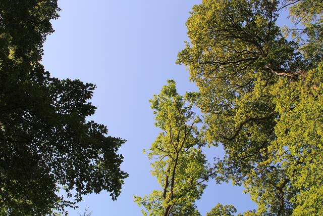 🌳🌞OBEN🌳🌞 | Foto: Ralf Röser