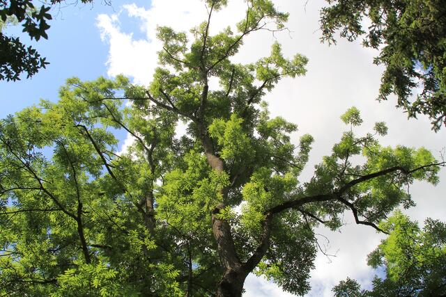 🌳🌞OBEN🌳🌞 | Foto: Ralf Röser