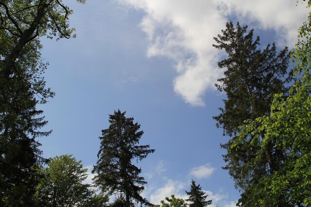 🌳🌞OBEN🌳🌞 | Foto: Ralf Röser