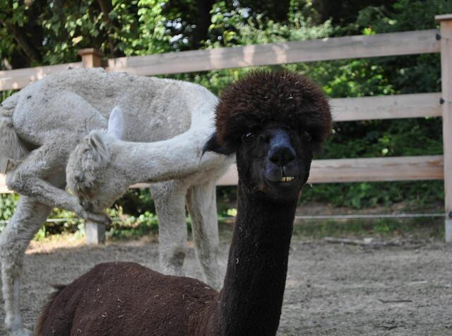 Irgendwie sehen sie auch immer lustig aus. | Foto: Daniela Somers