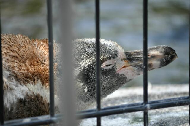 Scheint mir ein Jungtier zu sein, dass hier am Beckenrand liegt. | Foto: Daniela Somers