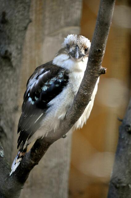 Im Eulenhaus: Jägerliest (Dacelo novaeguineae). Eher bekannt unter dem Namen: Lachender Hans. Er gehört zu den Eisvögeln. In Australien heißt er: Kookaburra. Ihre Rufe erinnern an lautes Gelächter. Sie fangen mit einem leisen Ruf an, der in ein lautes, hysterisch erscheinendes Lachen ausläuft. Schon irre was es alles in der Tierwelt gibt. | Foto: Daniela Somers